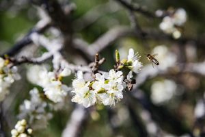 Dove abitano (ancora) le api: nella &ldquo;Giornata Mondiale&rdquo; un appello per la loro sopravvivenza