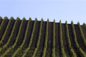 Poinelli (Dg Agri Commissione Ue). “entro la fine del 2023 la legge quadro sulla sostenibilità”