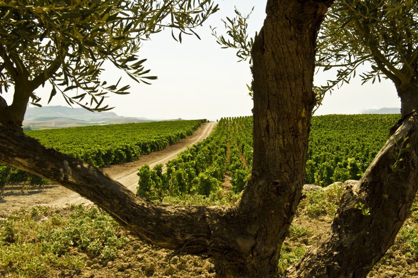La Sicilia modello di sostenibilità