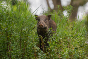Emergenza ungulati, &egrave; zona rossa a Roma. Coldiretti: &ldquo;serve un piano nazionale di abbattimento&rdquo;