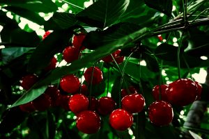 Amate da tutti e dalle numerose propriet&agrave; benefiche: dalla Puglia parte la stagione delle ciliegie
