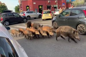 Primo caso di peste suina africana a Roma. La rabbia degli agricoltori: &ldquo;&egrave; emergenza nazionale&rdquo;