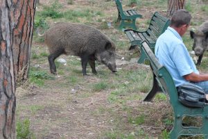 Coldiretti: intervenire per il contenimento della popolazione dei cinghiali, diventati un pericolo