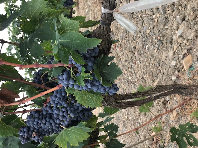 Il Protocollo Escafix in vigna contro il Mal dell’Esca