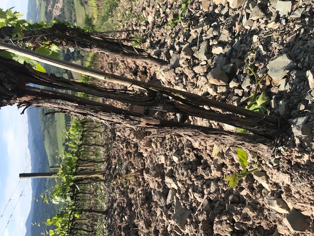 Il Protocollo Escafix in vigna contro il Mal dell’Esca