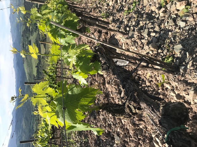 Il Protocollo Escafix in vigna contro il Mal dell’Esca