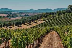 Vendemmia in Toscana, Confagricoltura: “produzione a -20%, ma mancano 5.000 addetti”