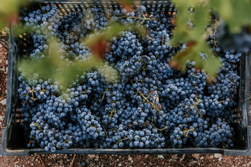 Tenuta Liliana, share company che apre all’azionariato popolare