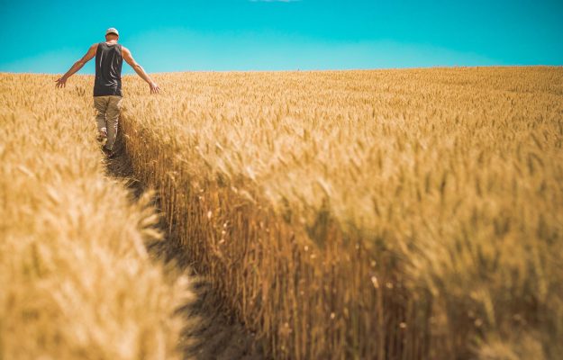 Canadian crop forecasts lower Italian durum wheat prices
