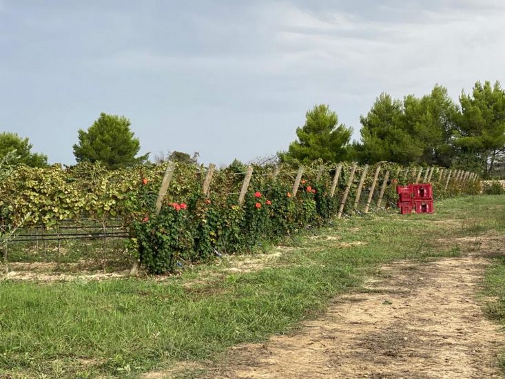 Tenuta Liliana, share company che apre all’azionariato popolare