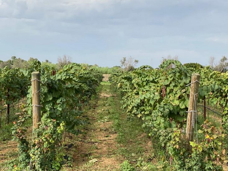 Tenuta Liliana, share company che apre all’azionariato popolare