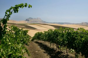 Le sfide del vino di domani tra cambiamento climatico, consumi e tecnologia Le sfide del vino di domani tra cambiamento climatico, consumi e tecnologia