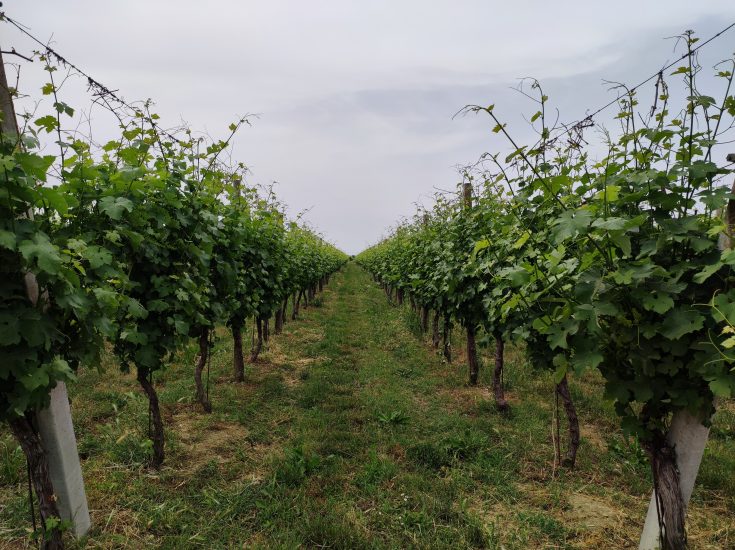 Vini Ad Arte 2022 - Filari di Vigna, Romagna zona Bagnacavallo