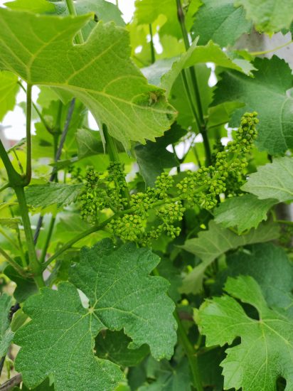 Vini Ad Arte 2022 - Grappolo Romagna a Bagnacavallo