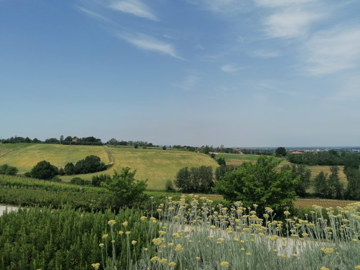 Vini Ad Arte 2022 - Panoramica vigne e seminativi verso Bologna, Romagna sottozona Imola