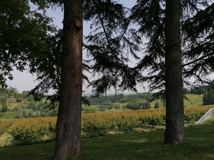 Vini Ad Arte 2022 - Vigne, seminativi e frutteti, Romagna sottozona Serra
