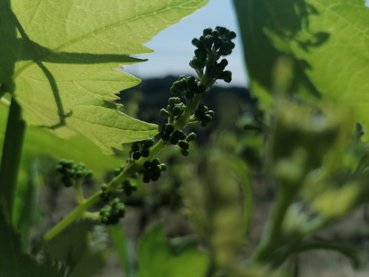 Vini Ad Arte 2022 - Grappolo di Sangiovese di Romagna, Sottozona Modigliana