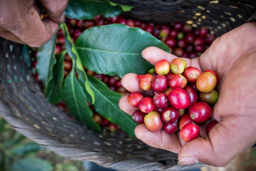 Fairtrade, crescono gli acquisti in Italia