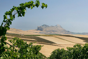 I Quaderni di WineNews - La Sicilia
