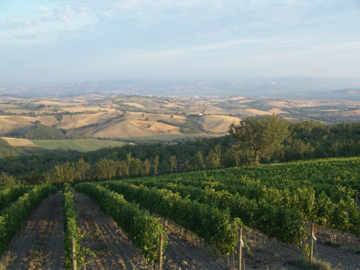 Cantina Basile, a Cinigiano