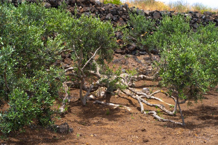 DonnafuDonnafugata: ecco il “Cammino di Khamma”, a Pantelleriagata: ecco il “Cammino di Khamma”, a Pantelleria