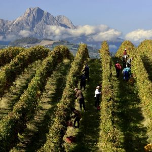 Tra monti e mare, con la vite che disegna paesaggi incontaminati: gli Usa celebrano l’Abruzzo