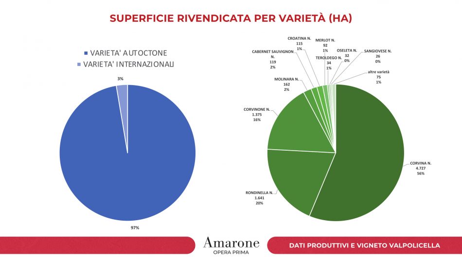 I numeri dei vigneti e della produzione di Amarone della Valpolicella