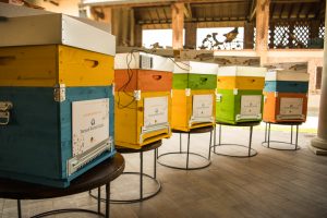 I collaboratori di Pernod Ricard diventano apicoltori per difendere le api e la biodiversità