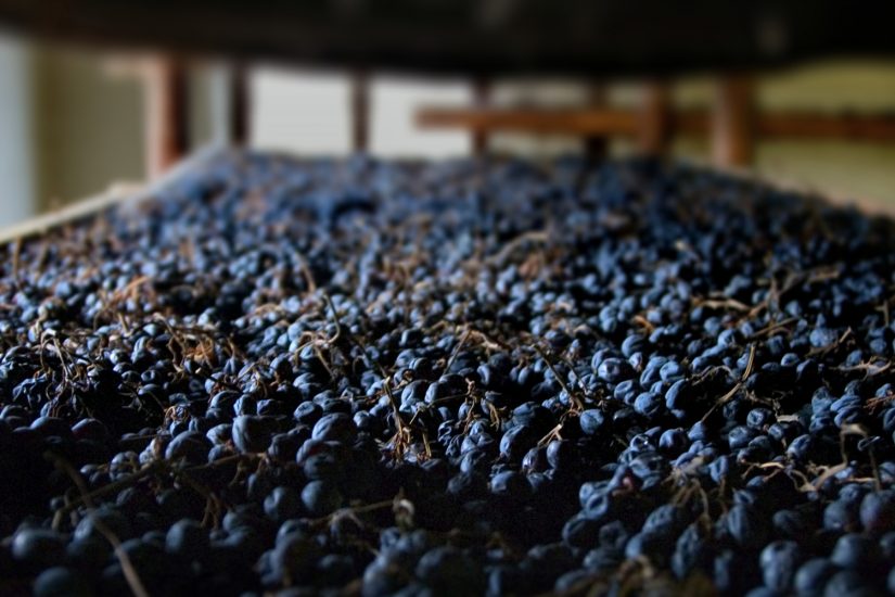 Le uve della Valpolicella in appassimento per l’Amarone