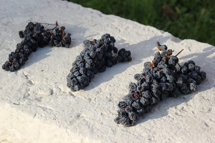 Le uve della Valpolicella in appassimento per l’Amarone