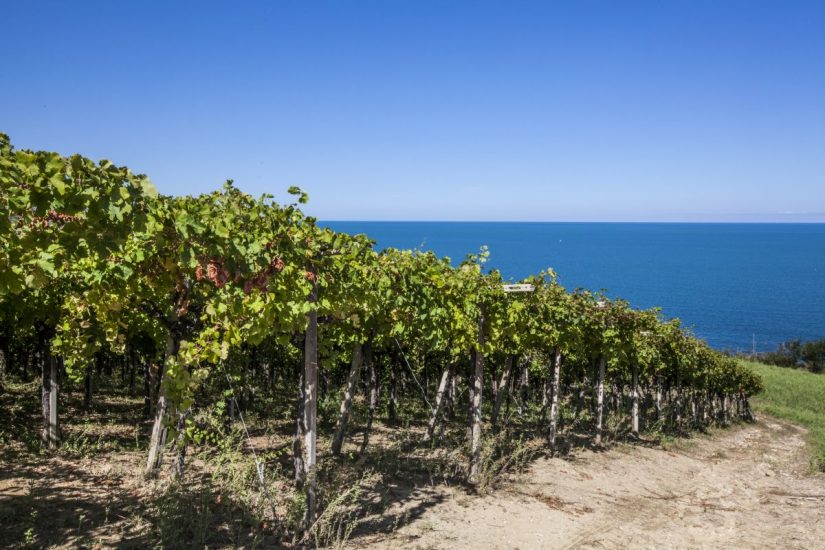 I vignetL’Abruzzo del vino, terra in cui il vino è poesiai in Abruzzo con vista sul mare