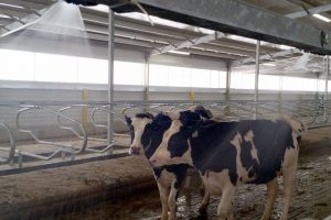 Api abbeverate &ldquo;a mano&rdquo; e mucche sotto la doccia: &egrave; emergenza caldo anche per gli animali