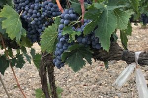 Una cura contro il Mal dell’Esca che guarisce oltre l’80% delle piante di vite colpite