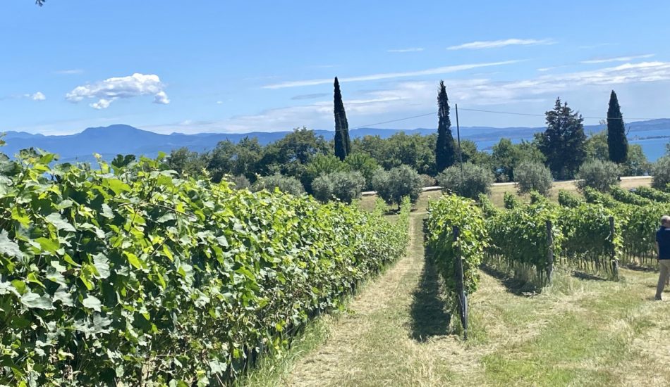 Doc Garda, una “denominazione di denominazioni