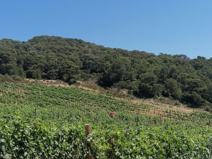 Gorgona - manutenzione della vigna