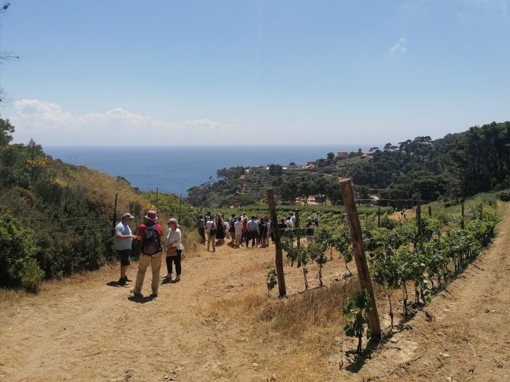Gorgona - panoramica giornalisti in vigna verso il porticciolo
