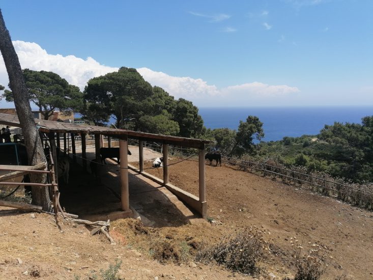 Gorgona - stalla delle vacche