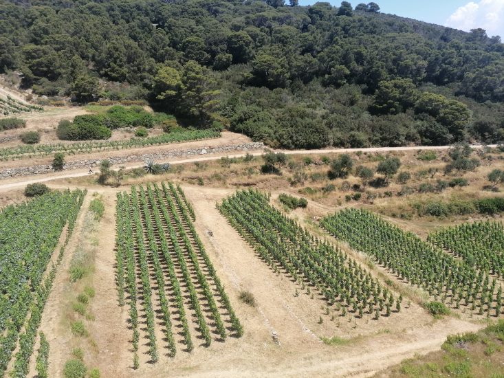 Gorgona - vigneti terrazzati ad alberello