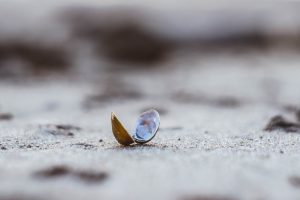 La siccità soffoca anche le vongole nel delta del Po senza acqua La siccità soffoca anche le vongole nel delta del Po senza acqua