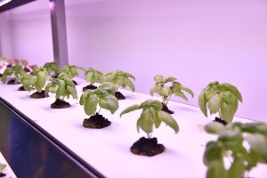 Al Santa Chiara Lab - Università di Siena è nato il primo Laboratorio sperimentale idroponico Al Santa Chiara Lab - Università di Siena è nato il primo Laboratorio sperimentale idroponico