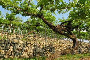 Valpolicella is a healthy market with solid companies, thanks to its wines, Amarone in the lead