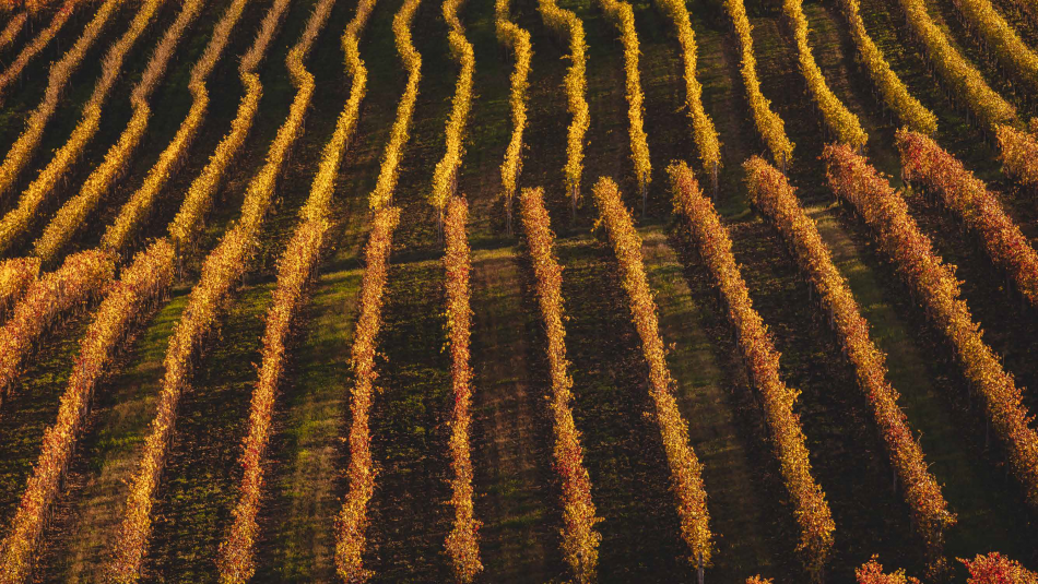 I paesaggi vitati del Nizza Docg