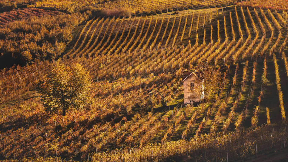I paesaggi vitati del Nizza Docg
