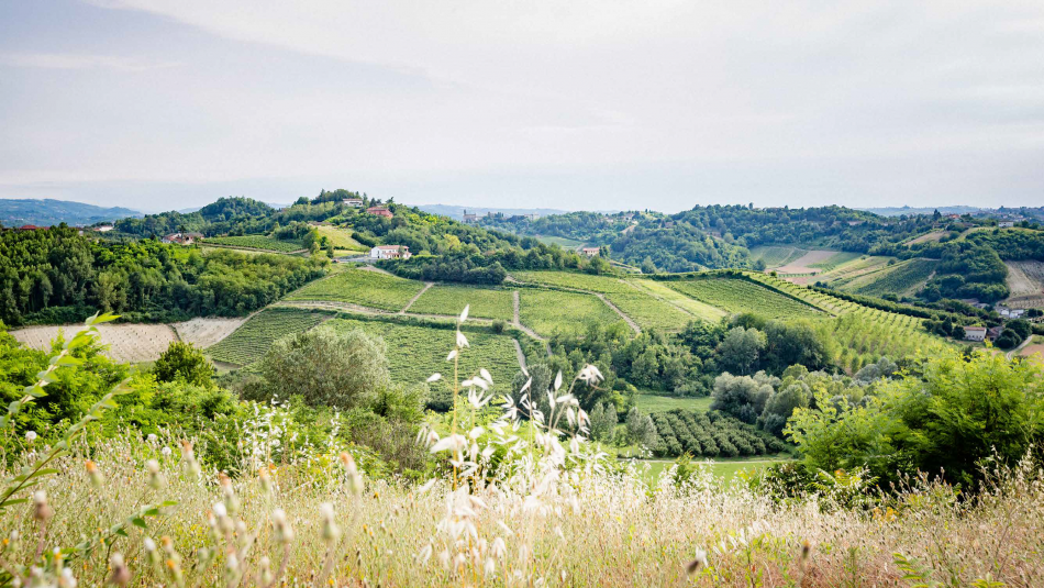I paesaggi vitati del Nizza Docg