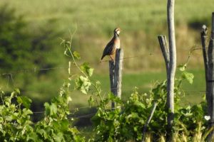 Vigneto, la gestione sostenibile favorisce gli uccelli insettivori, che “aiutano” i viticoltori Vigneto, la gestione sostenibile favorisce gli uccelli insettivori, che “aiutano” i viticoltori