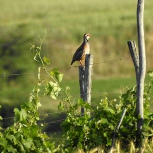 Vigneto, la gestione sostenibile favorisce gli uccelli insettivori, che “aiutano” i viticoltori