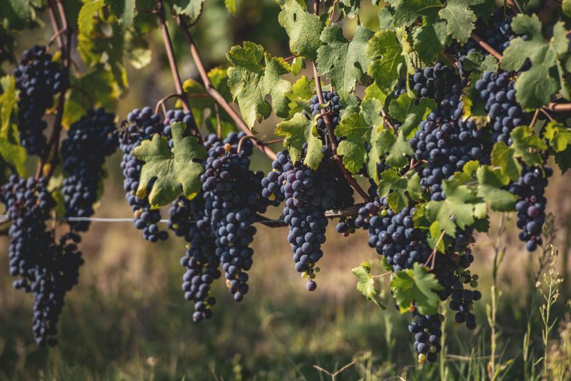 Réva, il progetto in Langa di Miroslav Lekes