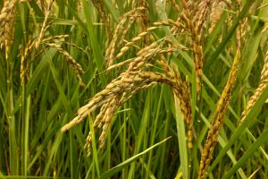 Riserva San Massimo, Autentico Riso Carnaroli