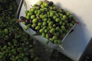 Terre Taggiasche, Olive Taggiasche