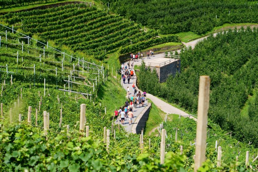 La “Rassegna Müller Thurgau: Vino di Montagna” a Cembra